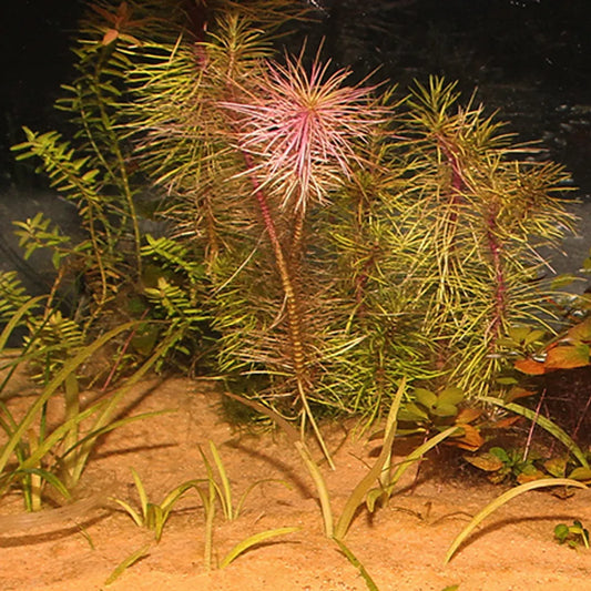 JBL Sansibar Orange – Färgstark och finkornig akvariesand (5–10kg)