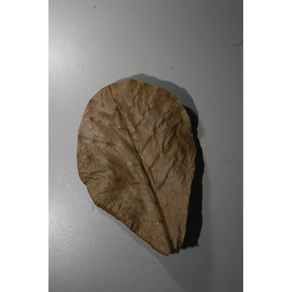 JBL Nano-Catappa 10 blad – Tropiska mandelblad för nanoakvarium