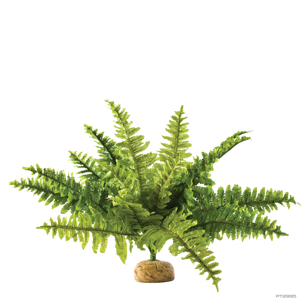 ExoTerra Boston Fern