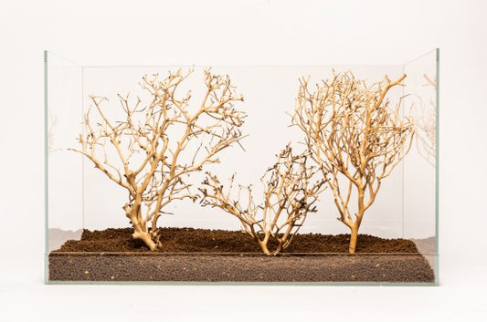 Coral Tree Small 10-20cm