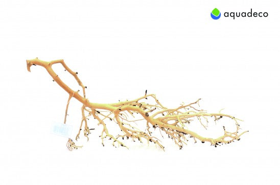 Coral Tree Small 10-20cm