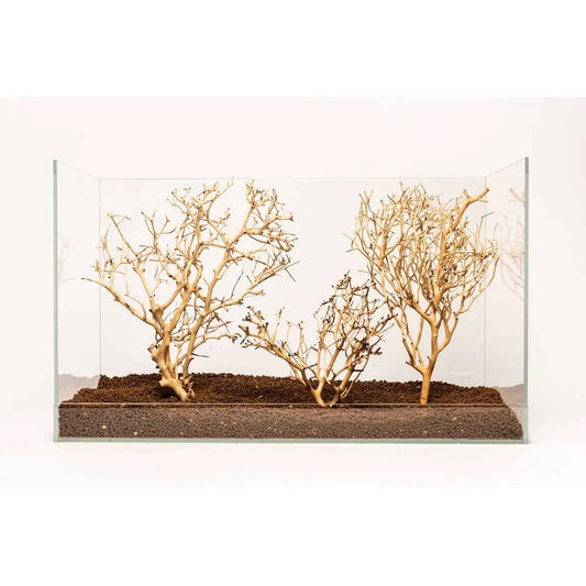 Coral Tree Medium 20-30cm