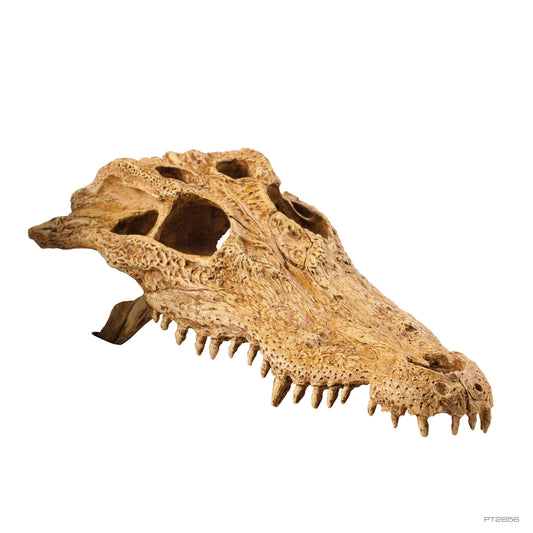 Exo Terra Crocodile Skull