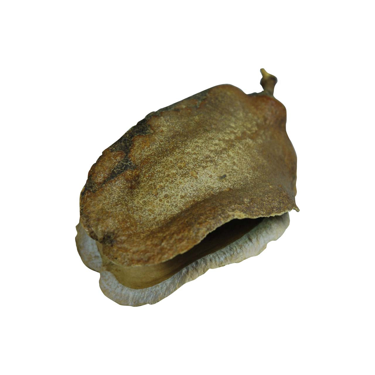 Lucky Reptiles Nature's Treasure