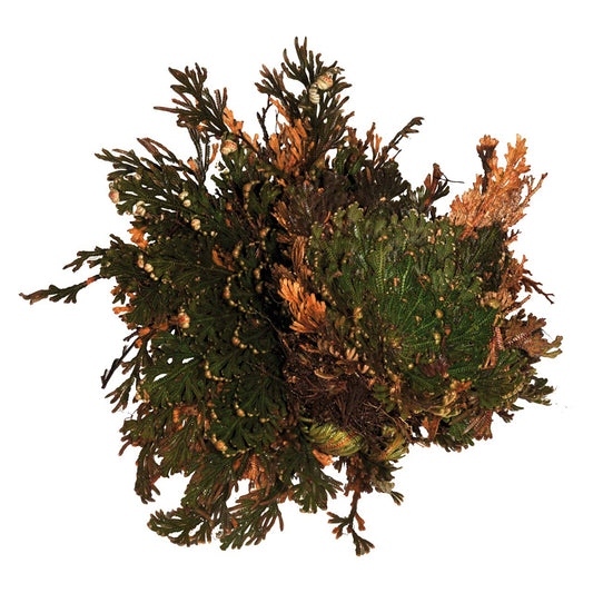 LuckyReptiles Rose of Jericho