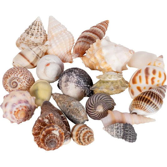 Hobby Seashells