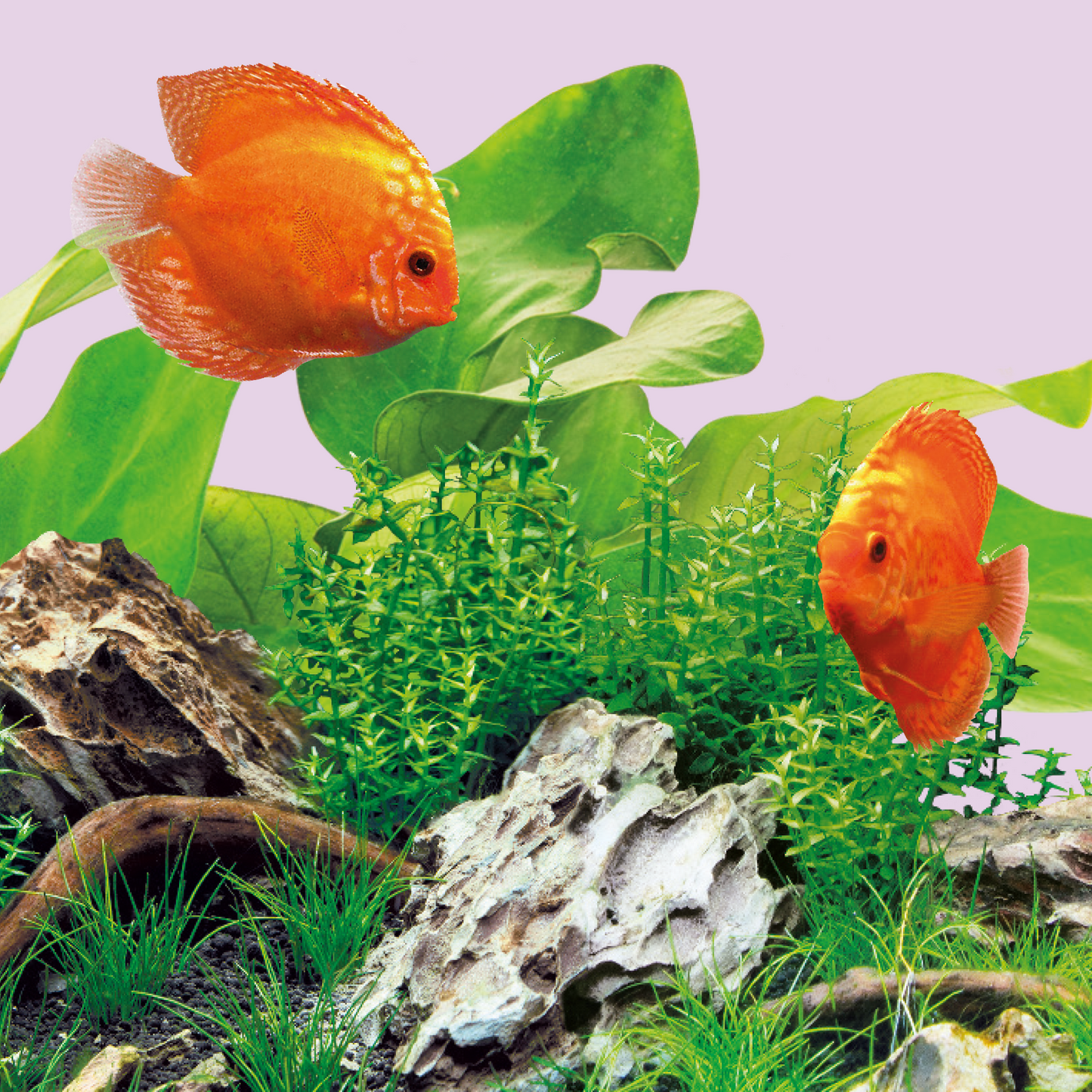 Juwel LED Light Colour – Lysrör för starkare fiskfärger