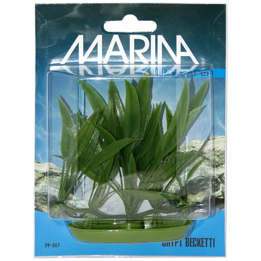 Marina Plastväxt Crypt Becketti 12cm – Naturtrogen akvarieväxt med rotbas