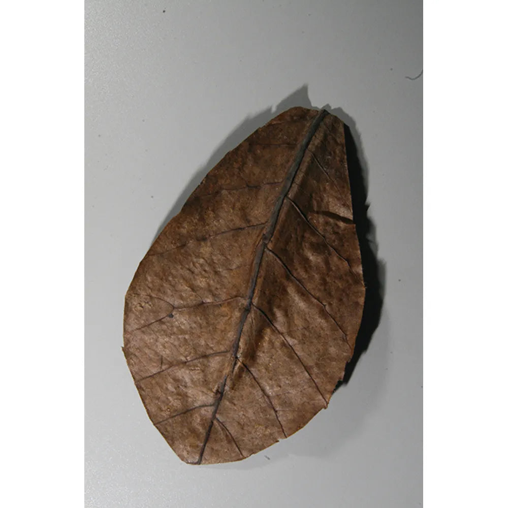 JBL Nano-Catappa 10 blad – Tropiska mandelblad för nanoakvarium