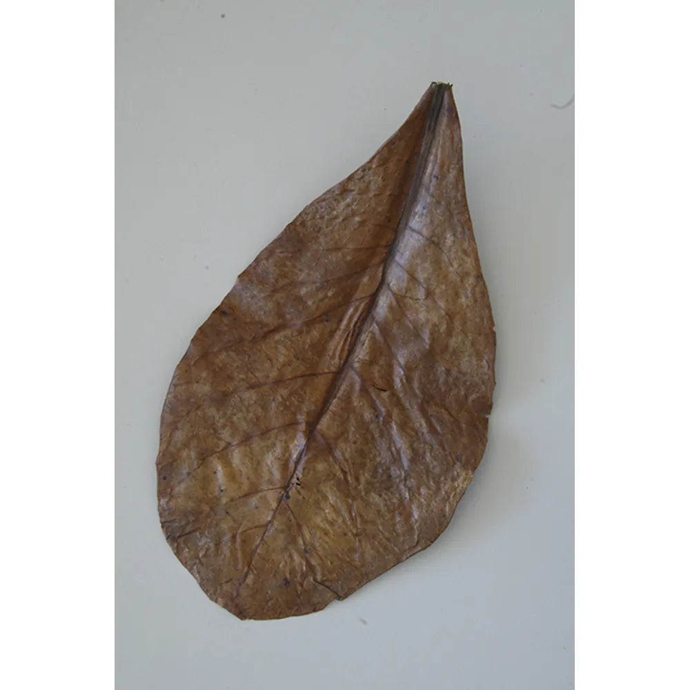 JBL Nano-Catappa 10 blad – Tropiska mandelblad för nanoakvarium