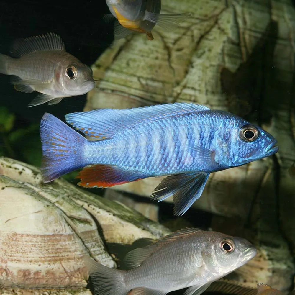 JBL ProAquaTest KH Karbonat – Dropp­test för karbonathårdhet (ca.50–100 tester)