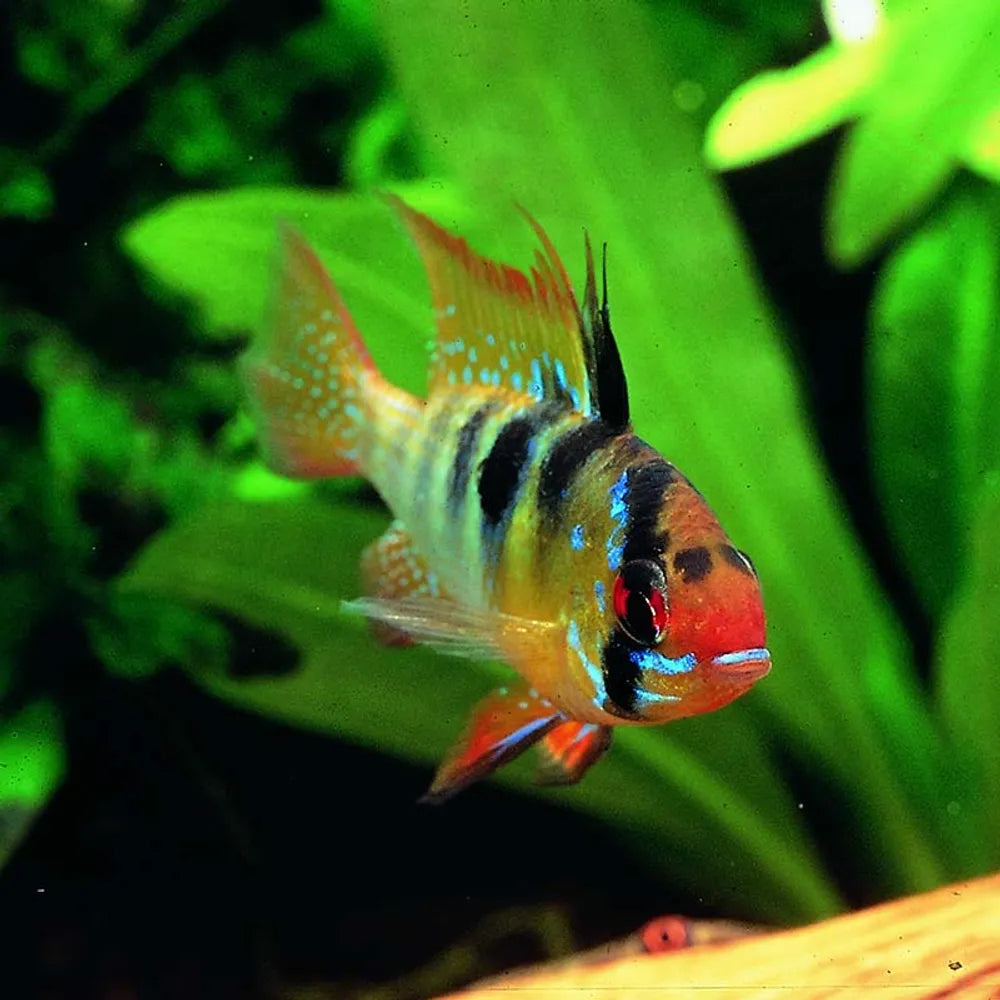 JBL ProAquaTest KH Karbonat – Dropp­test för karbonathårdhet (ca.50–100 tester)