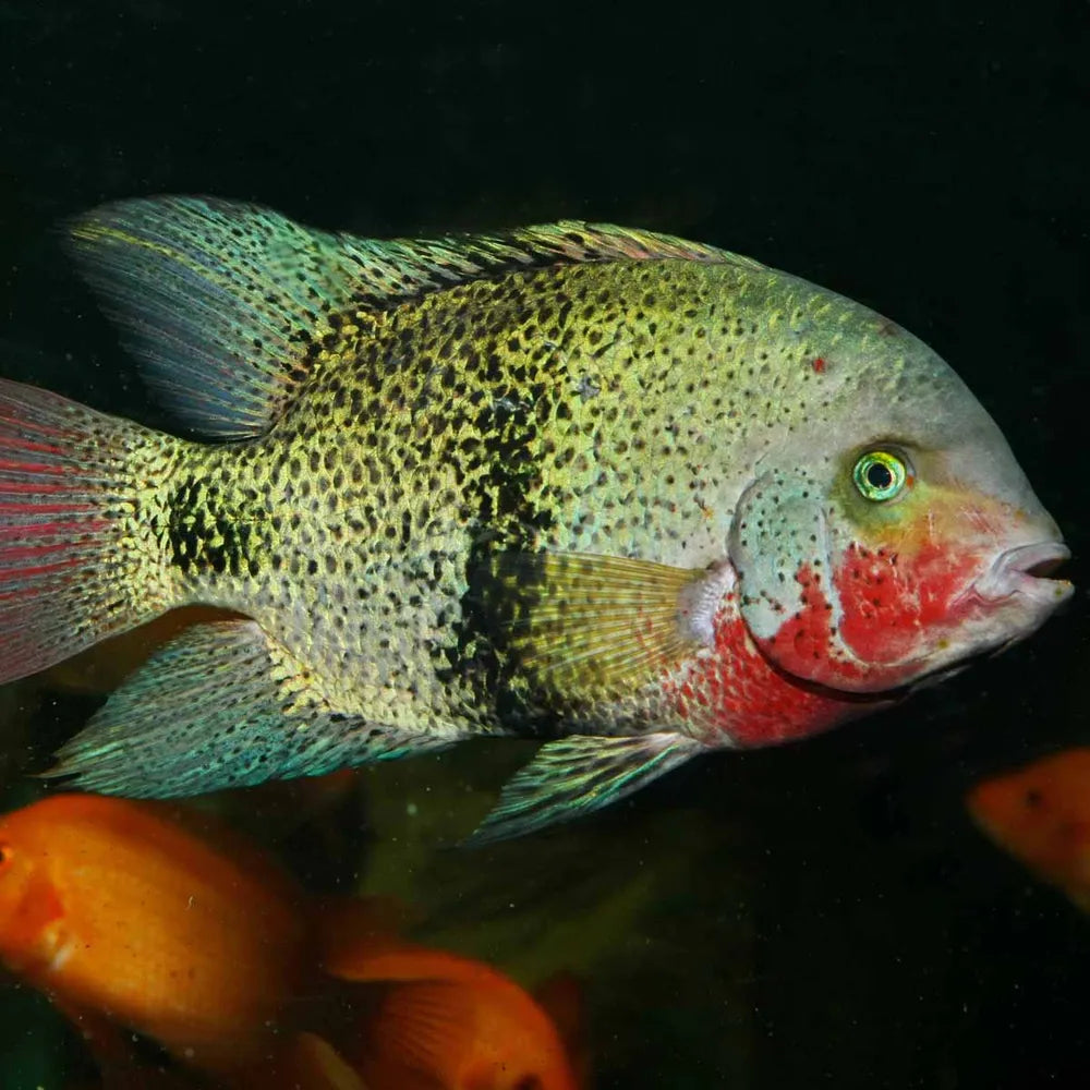 JBL ProNovo Cichlid Grano XL 1 l – sjunkande granulat för stora ciklider