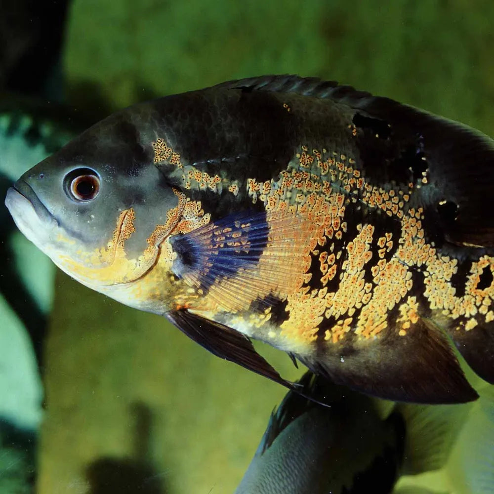 JBL ProNovo Cichlid Grano XL 1 l – sjunkande granulat för stora ciklider