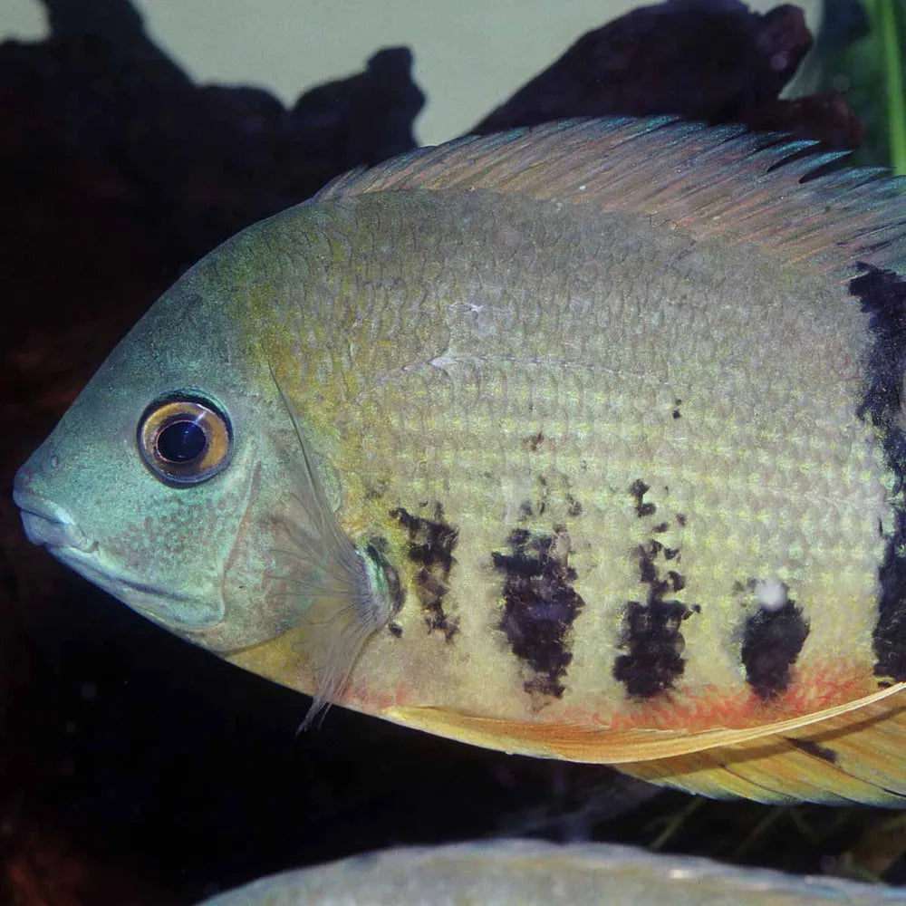 JBL ProNovo Cichlid Grano XL 1 l – sjunkande granulat för stora ciklider