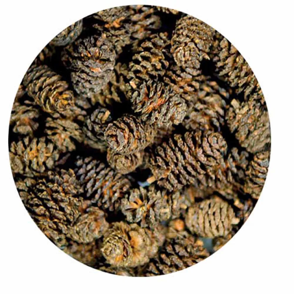 Hobby Alder Cones 50st – Naturliga alkottar för akvarium