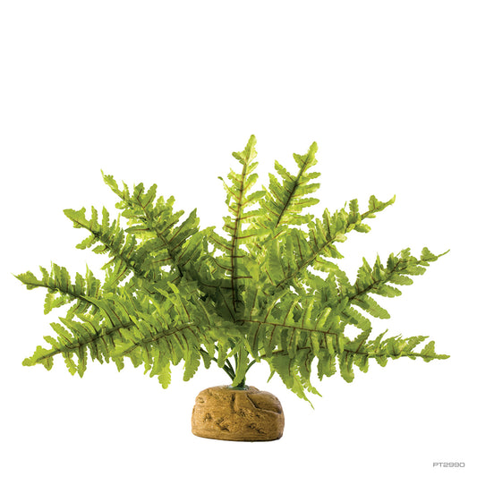 ExoTerra Boston Fern