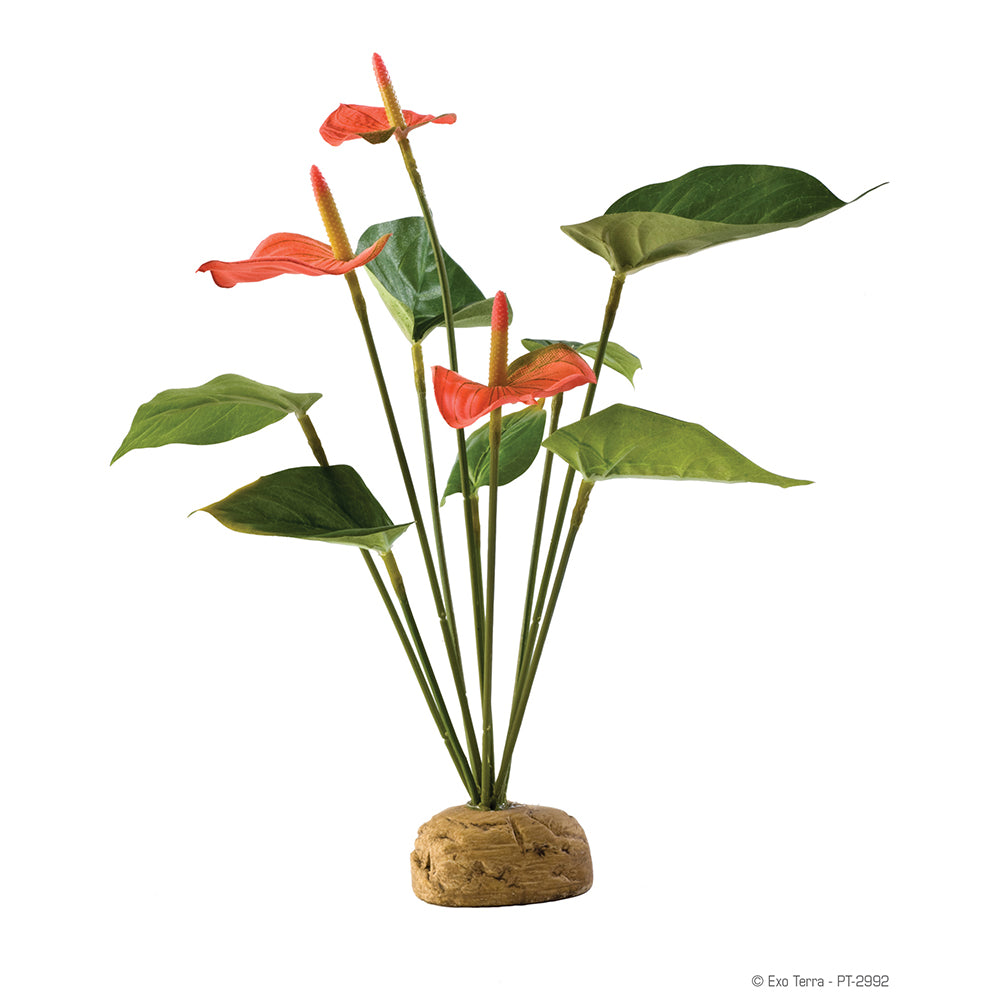 ExoTerra Anthurium Bush