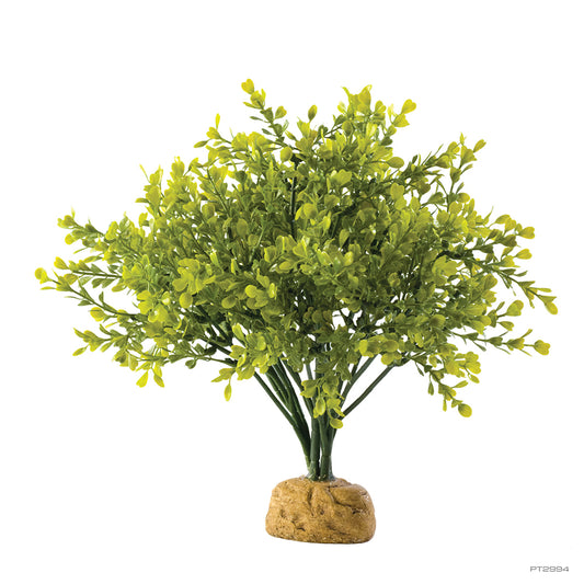 ExoTerra Boxwood Bush