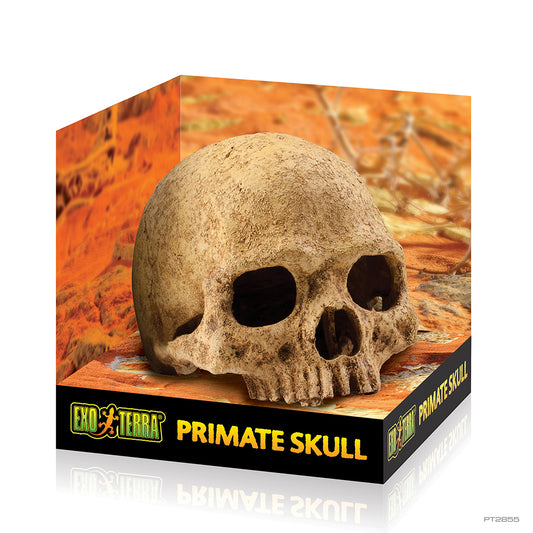 ExoTerra Primate Skull