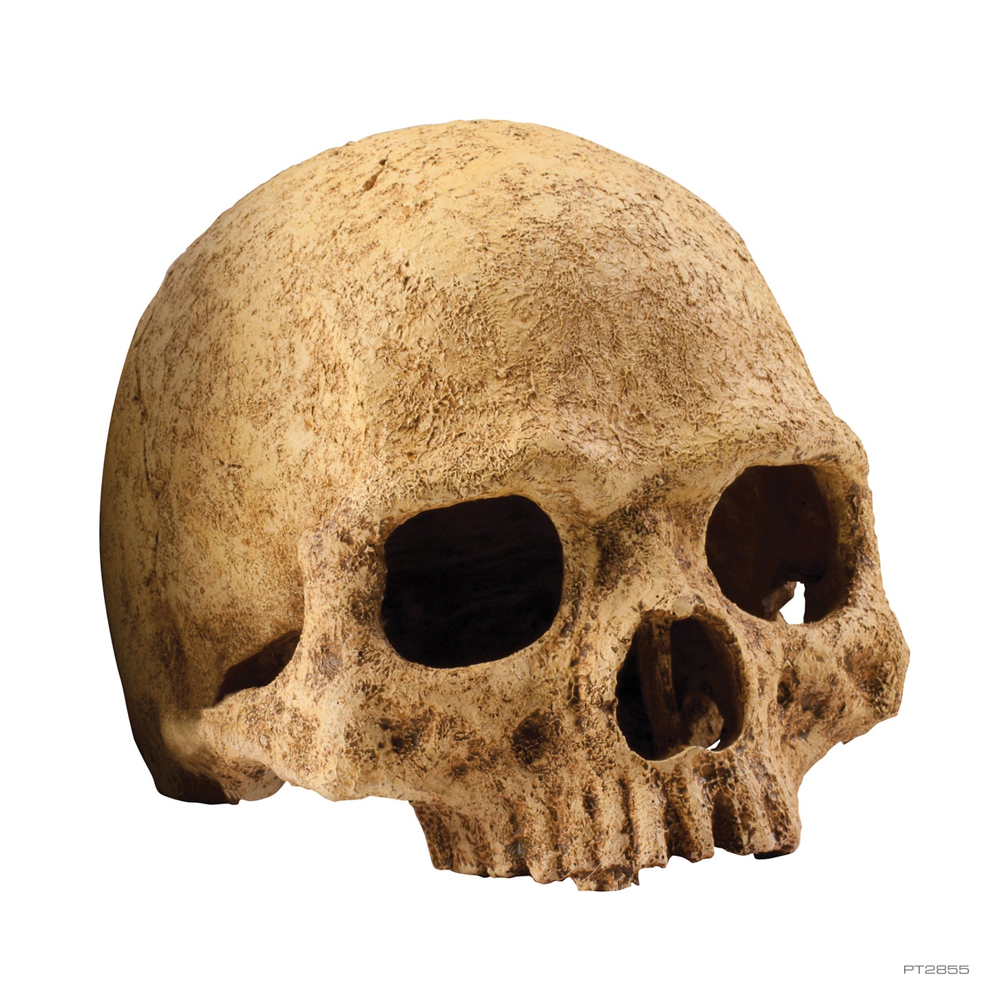 ExoTerra Primate Skull