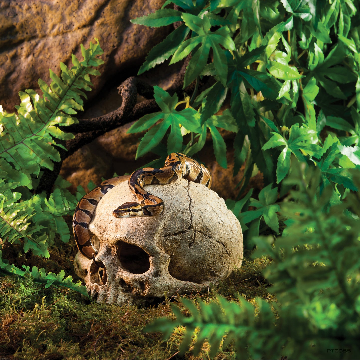 ExoTerra Primate Skull