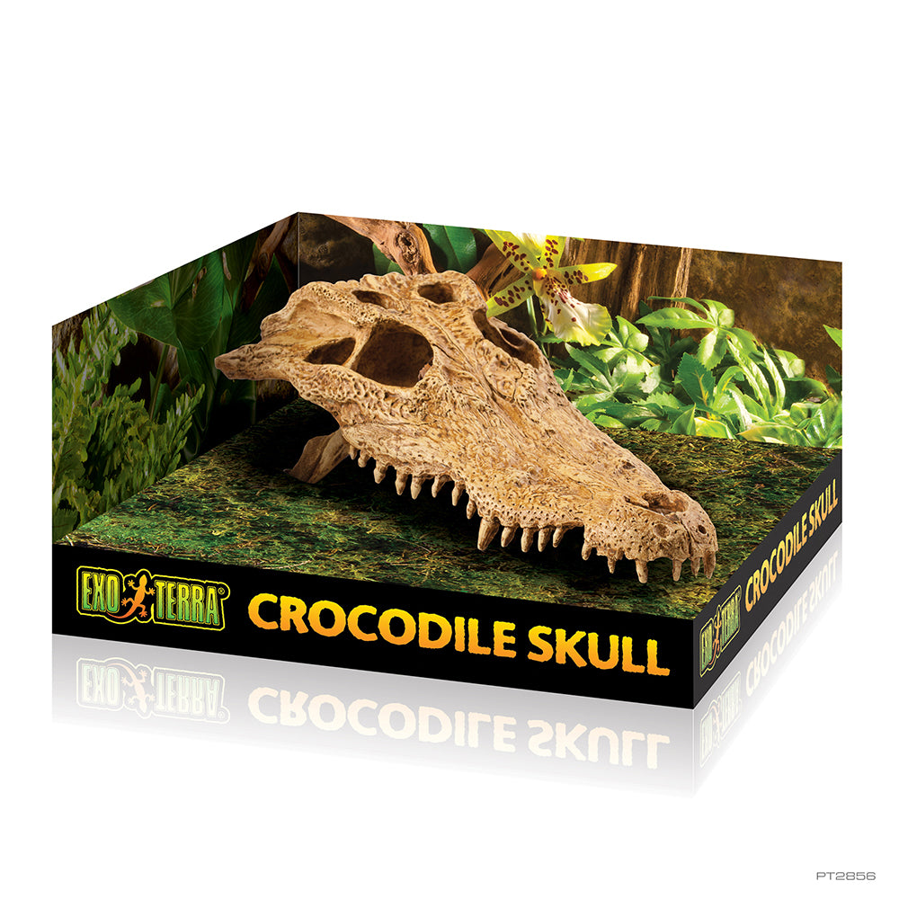 ExoTerra Crocodile Skull