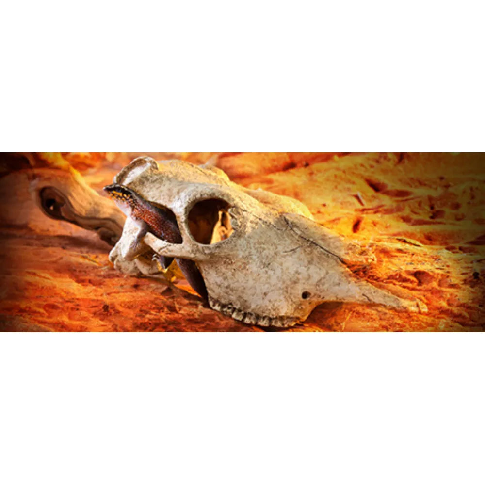 ExoTerra Buffalo Skull