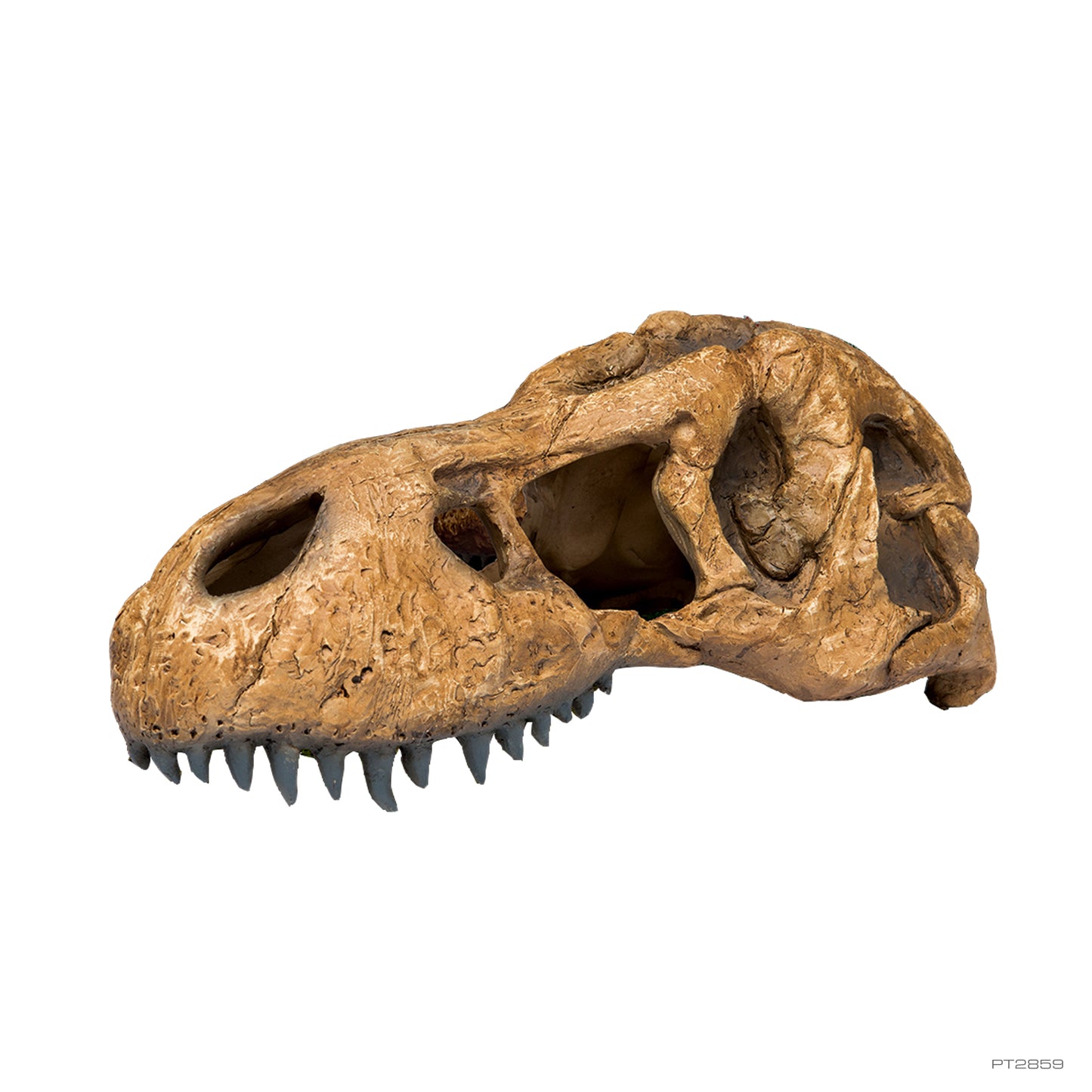 ExoTerra T-Rex Skull