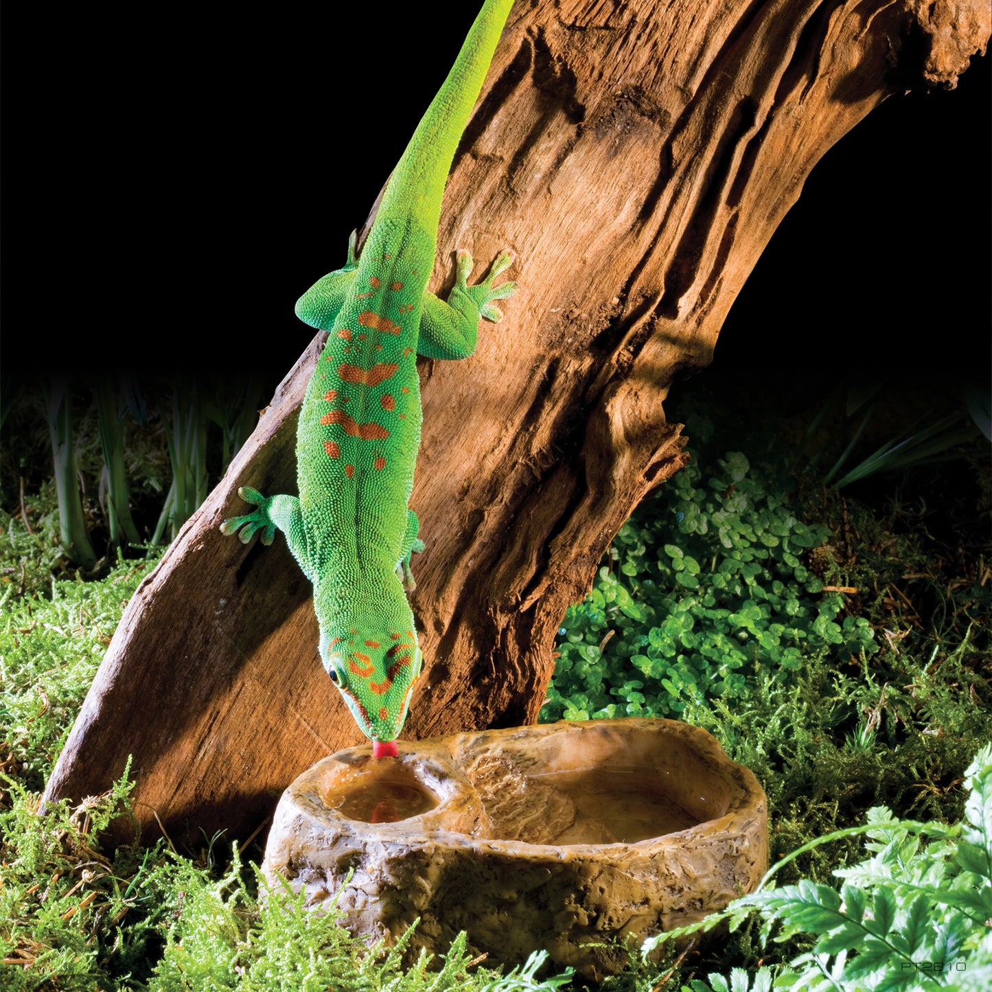 ExoTerra Gecko Dish