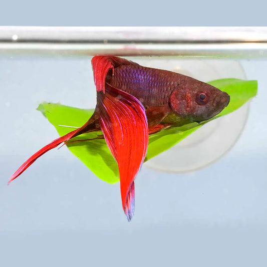 Zoo Med Betta Bed Leaf Hammock – Viloblad med sugkopp för Betta