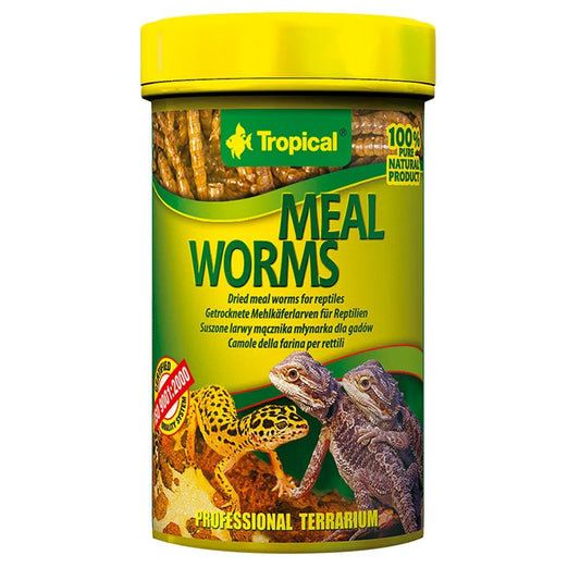 Tropical MealWorms