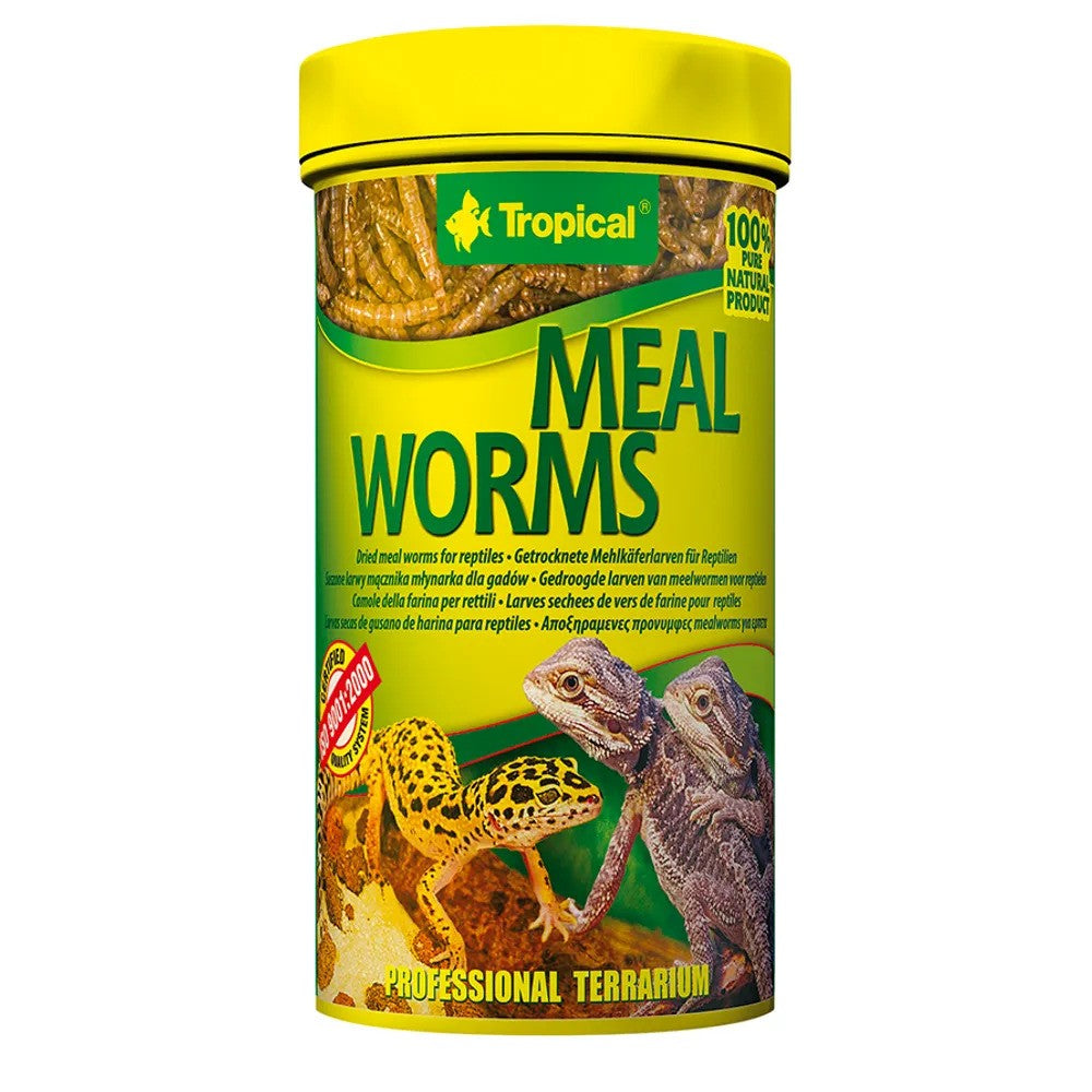 Tropical MealWorms