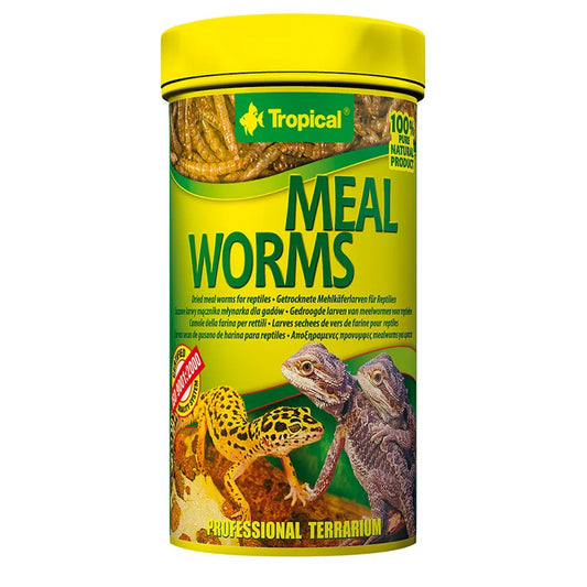 Tropical MealWorms